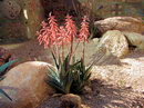 partridge breast aloe, kanniedood, bont alwyn,Partridge-breasted Aloe,صبر زرد
